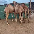 حشو قعدان سمان ( تم البيع )