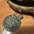 سلحفاه برمائيه للبيع