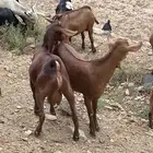 تيوس بلدي