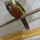 كنيور اليف