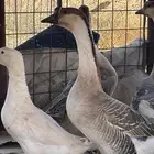 للبيع وز العدد 6