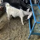 جذعتين عارضيه وهولنديه مشروكه