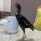 ديك شامو ياباني