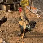ديك للبيع