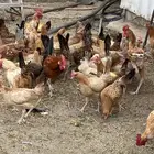 دجاج بشاير للبيييع