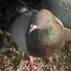 حمام فرنسي سلفر سوبر جامبو