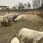 طليان ورخال