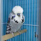 ازواج بادجي انجليزي ستاندر