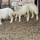 رخال حريه