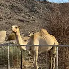 للبيع قعود