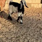 تيوس جذع وثني مخصئ
