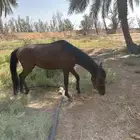 حصان للبيع