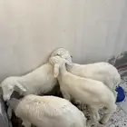 السلام عليكم ورحمة الله. غنام للبيع على السوم