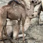 قعدان للبيع