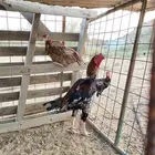 دجاجة للبيع باكستاني أصلي في تفريد وفي جمله