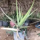 صبار