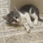 قطط كتنز للبيع ( شيرازيه)