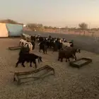 معزا عوارض مراح واحد العدد 32 بالفحول 2