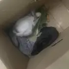 ا4رانب 3انثي 1ذكر تربيت بيت