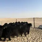 تم البيع
