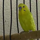 طيور بادجي