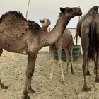 قعود طيب