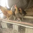 دجاج بلدي و التوصل واتساب الرقم