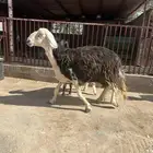 نجديه والد