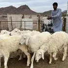 طليان حري ذبايح طيبفاخر من الاخر