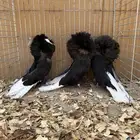 جوز جاكوبين