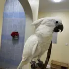 فرخ كوكاتو امبريلا
