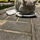 قطة بيت ماعرف وش نوعها إذا احد يتبينها الدمام حي الأثير