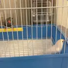 زوج عصافير للبيع حي ظهره لبن