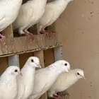 حمام لاحم فروخ