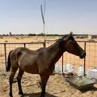 حصان شعبي