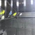 بادعي العدد7مع كيس اكل مع قفص601 سوم