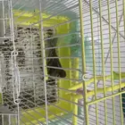 عصفور كناري سوري