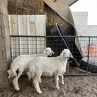 طليان حري