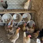 دجاج بلدي للبيع