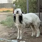 خروف عمره 7شهور تقريبا