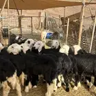 رخال نجد فاخره جروم ( تم البيع) م
