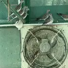 للبيع حمام قميري