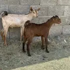 تيسين
