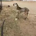 خروف ساكني الي بيذبح او يفحل