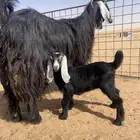 عنز والد ( تم البيع )