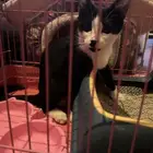 قطط