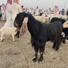 تيس