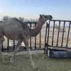 بكره طيبه كفو سمين