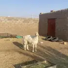 خروف فحل مشروط