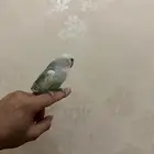 طير روز أليف